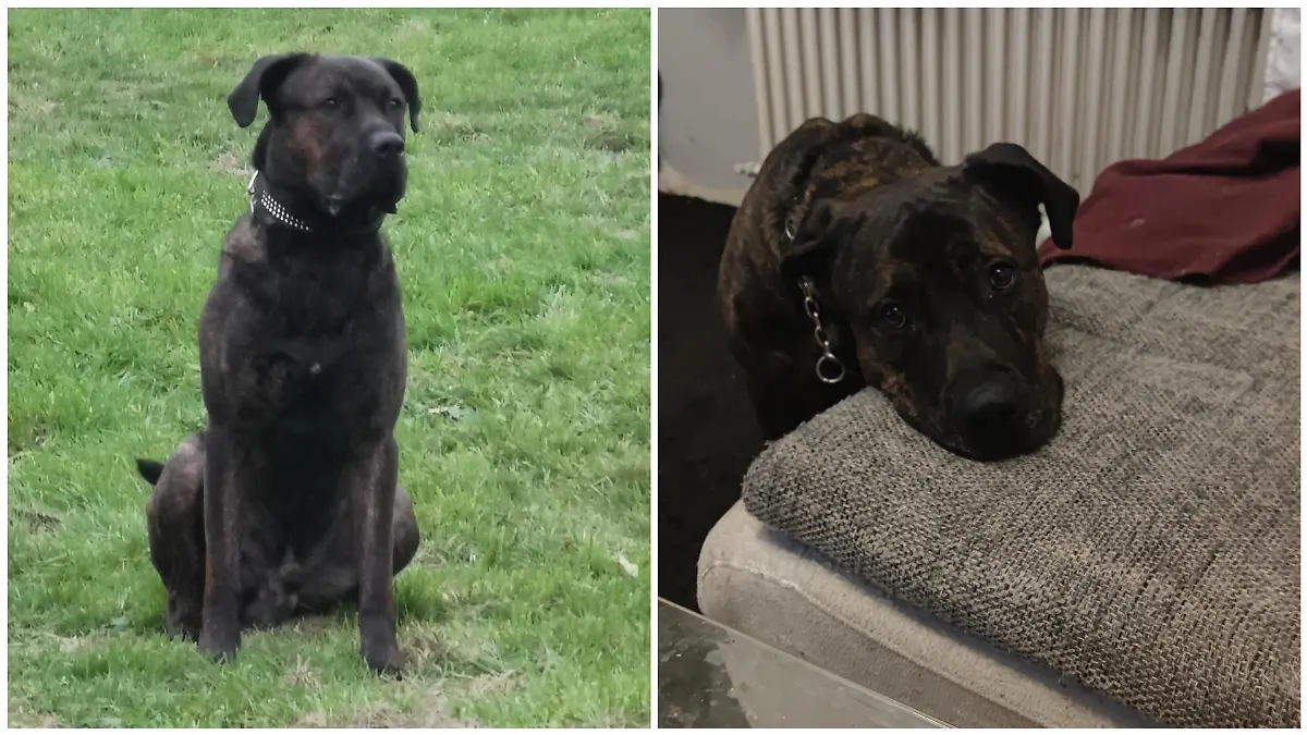 Dieser Hund hat seinem Herrchen das Leben gerettet.