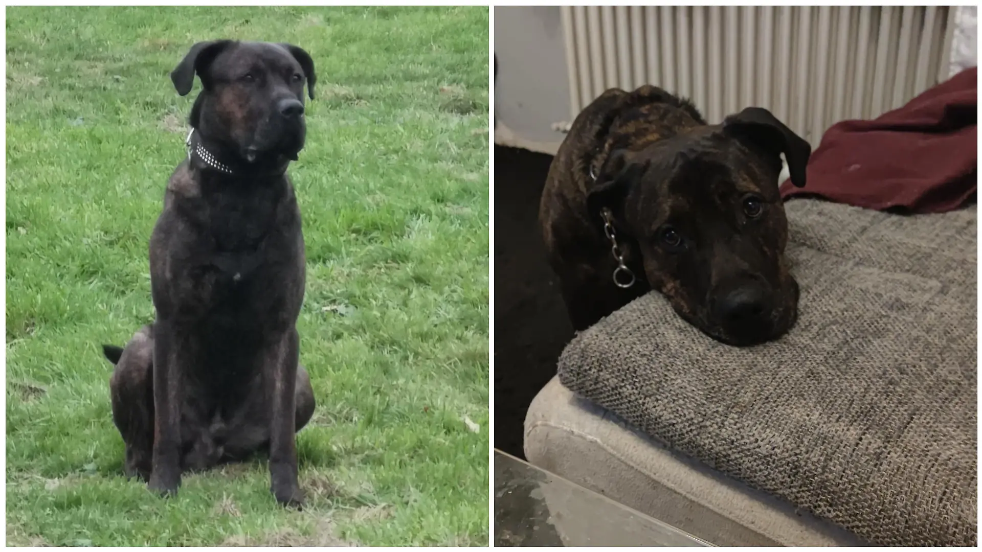 Dieser Hund hat seinem Herrchen das Leben gerettet.