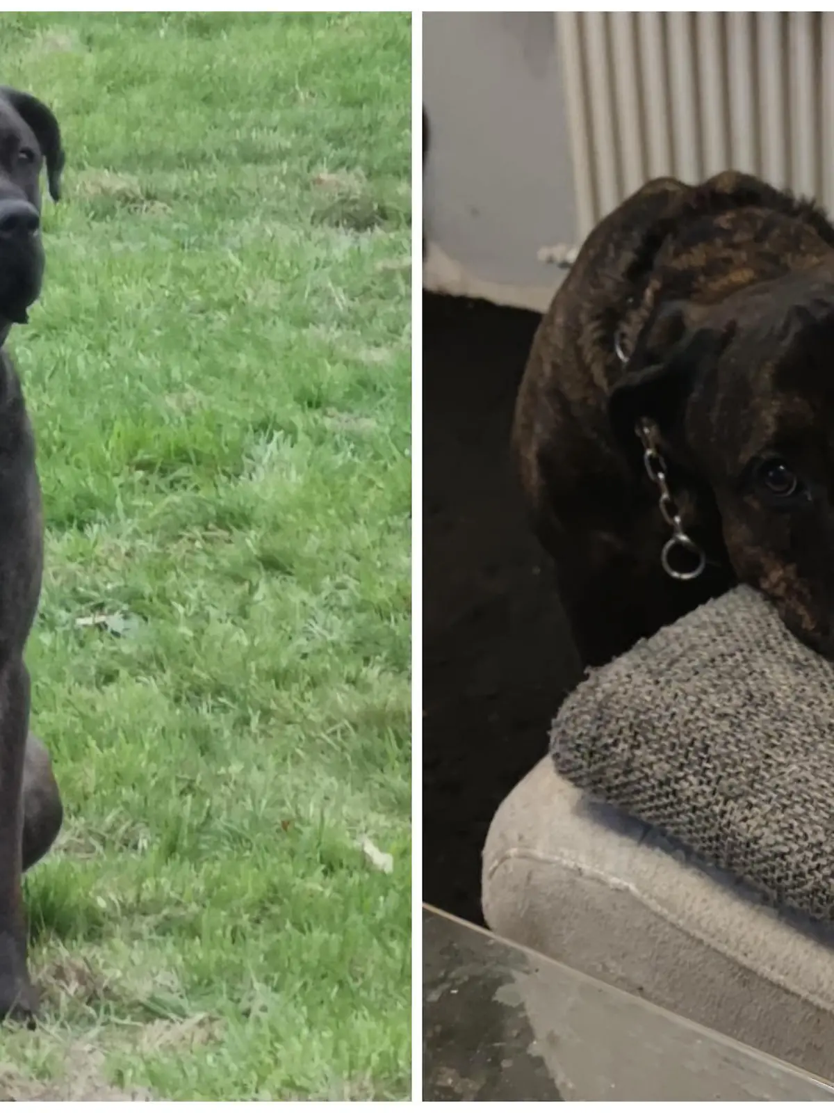 Dieser Hund hat seinem Herrchen das Leben gerettet.