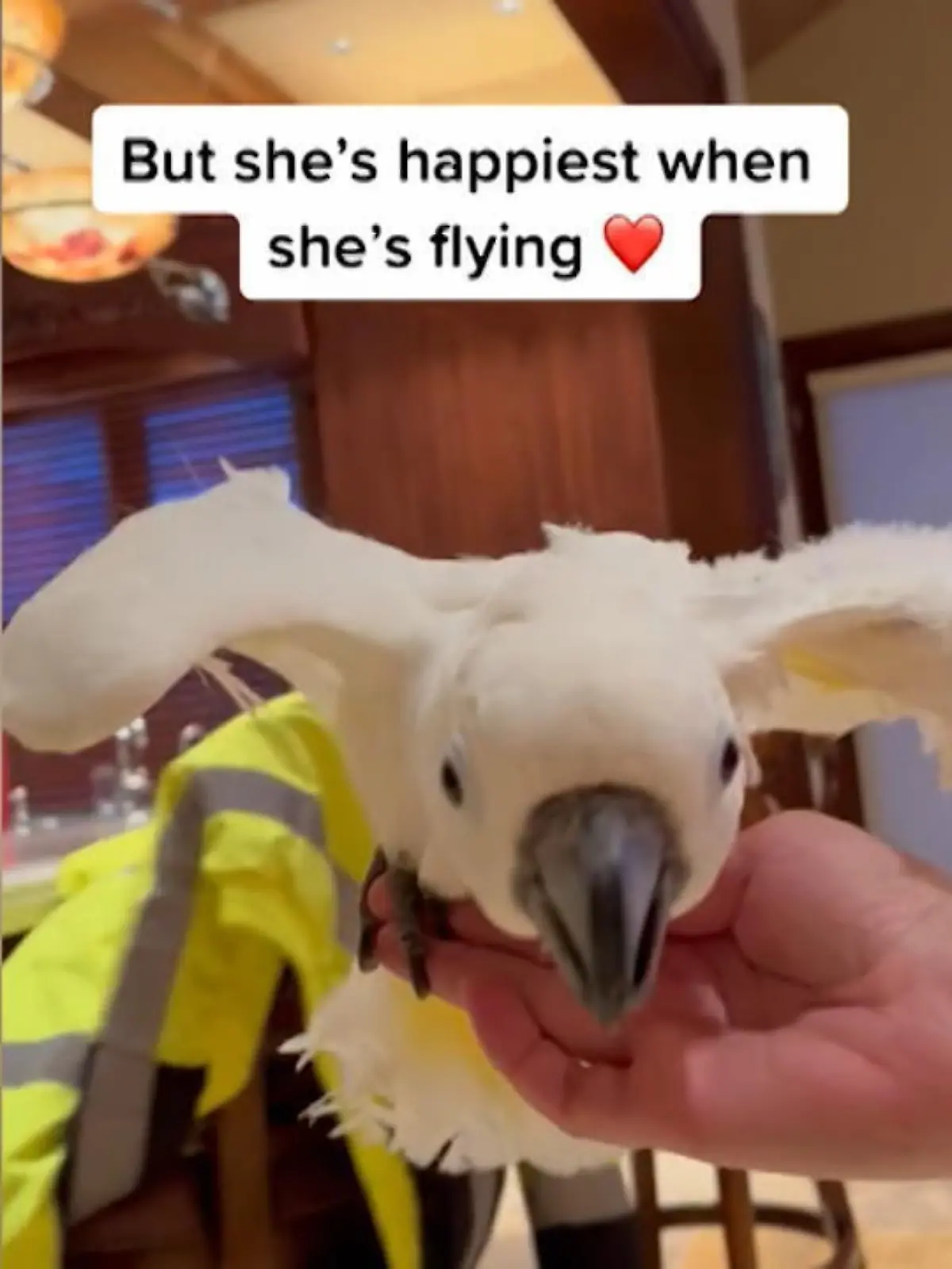 Das markanteste Merkmal eines Vogels ist wohl seine Fähigkeit, fliegen zu können. Durch die Lüfte gleiten, die Welt von oben betrachten. Aus verschiedenen Gründen wird  den Tieren aber oft genau diese Fähigkeit genommen, indem ihre Flügel gestutzt werden.
