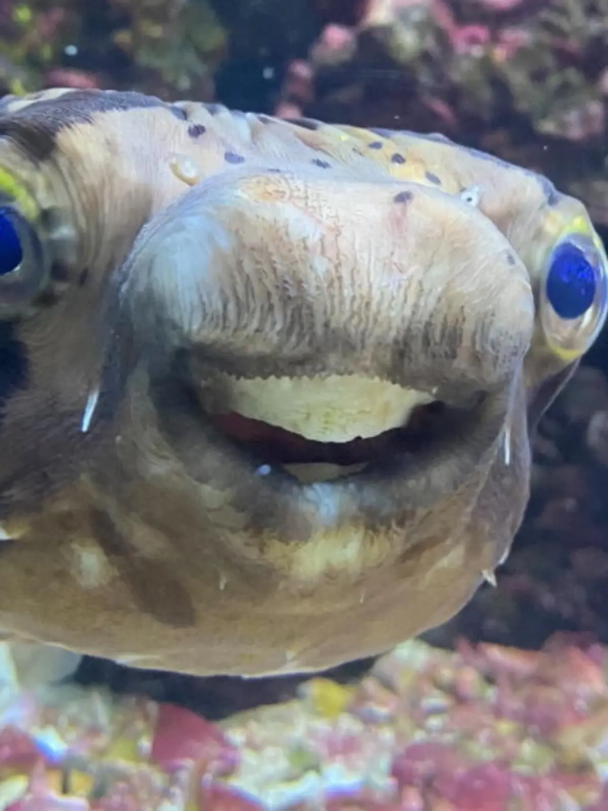 Ein Fisch geht zum Zahnarzt – das hat man so wohl auch noch nicht gehört. Doch genau das war bei Kugelfisch Goldie aus Kent in Großbritannien notwendig. Die Tierärzte sedierten die fünfjährige Fischdame, indem sie ihre Wasserschüssel mit einem milden Fisch-Anästhetikum füllten. Warum die Operation notwendig war und wie es Goldie jetzt geht, das sehen Sie im Video.