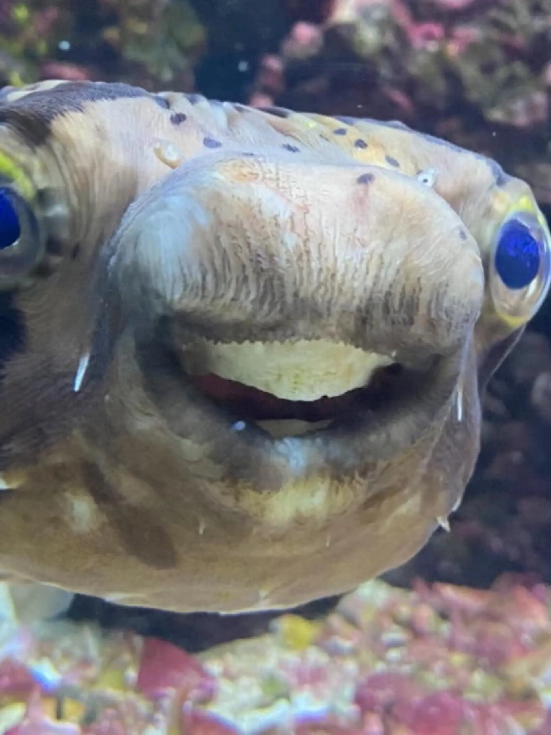 Ein Fisch geht zum Zahnarzt – das hat man so wohl auch noch nicht gehört. Doch genau das war bei Kugelfisch Goldie aus Kent in Großbritannien notwendig. Die Tierärzte sedierten die fünfjährige Fischdame, indem sie ihre Wasserschüssel mit einem milden Fisch-Anästhetikum füllten. Warum die Operation notwendig war und wie es Goldie jetzt geht, das sehen Sie im Video.