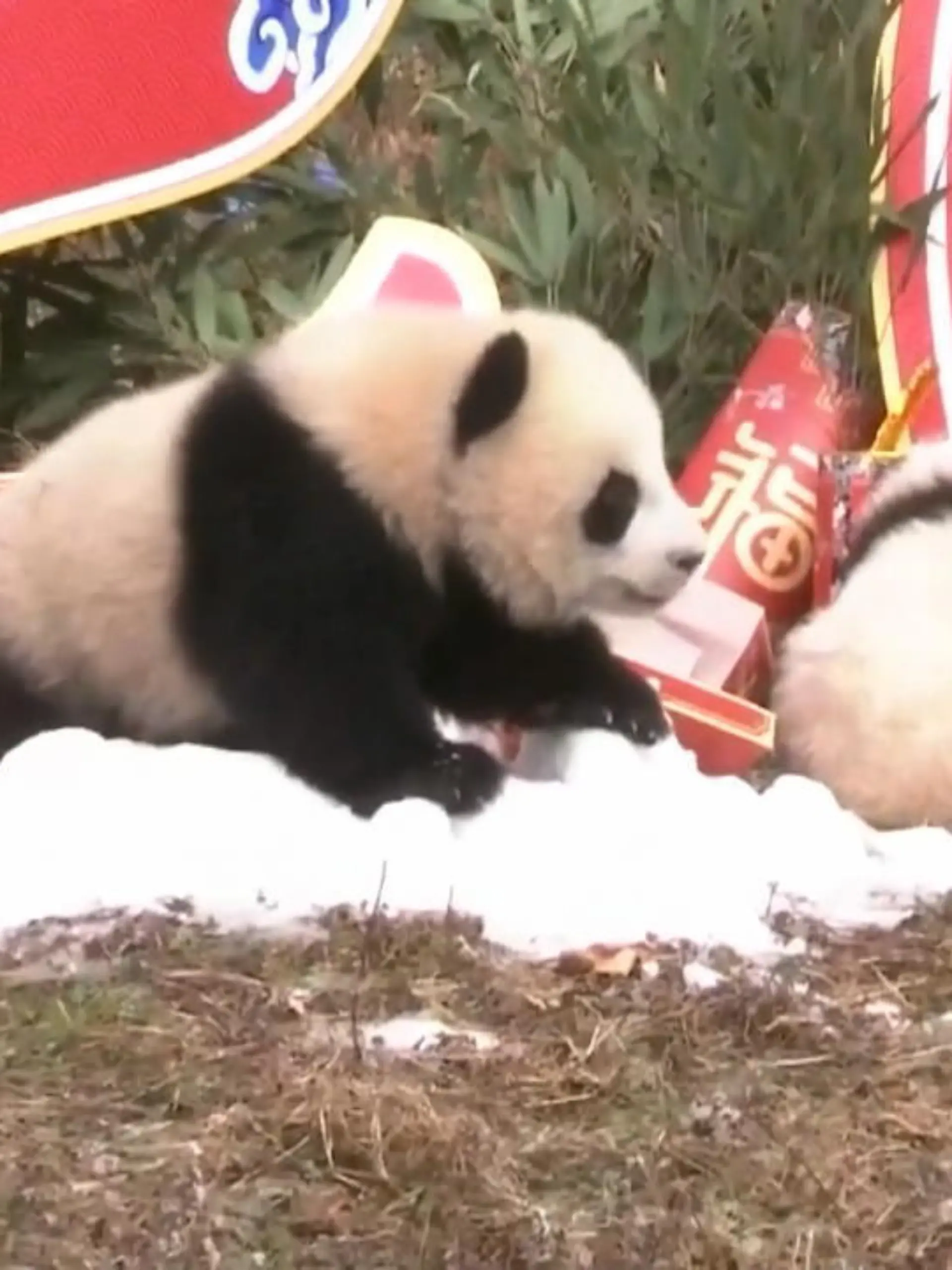 Sind die süß! Zwanzig Baby-Pandas zeigen sich das erste Mal der Öffentlichkeit in einer Zuchtstation in Sichuan, China.