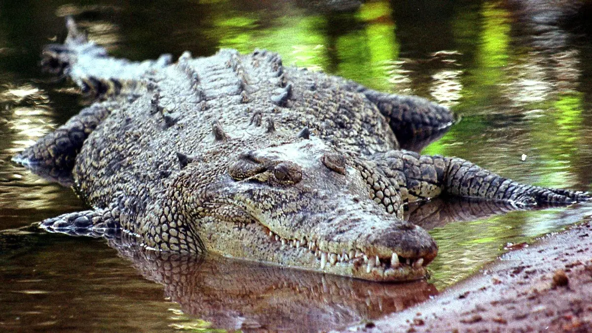 ARCHIV - 03.09.2013, Australien, Darwin: Ein Salzwasserkrokodil, aufgenommen in Darwin/Australien (undatierte Aufnahme). (Zu dpa: «Australien setzt auf Künstliche Intelligenz gegen Krokodilattacken») Foto: epa/dpa +++ dpa-Bildfunk +++