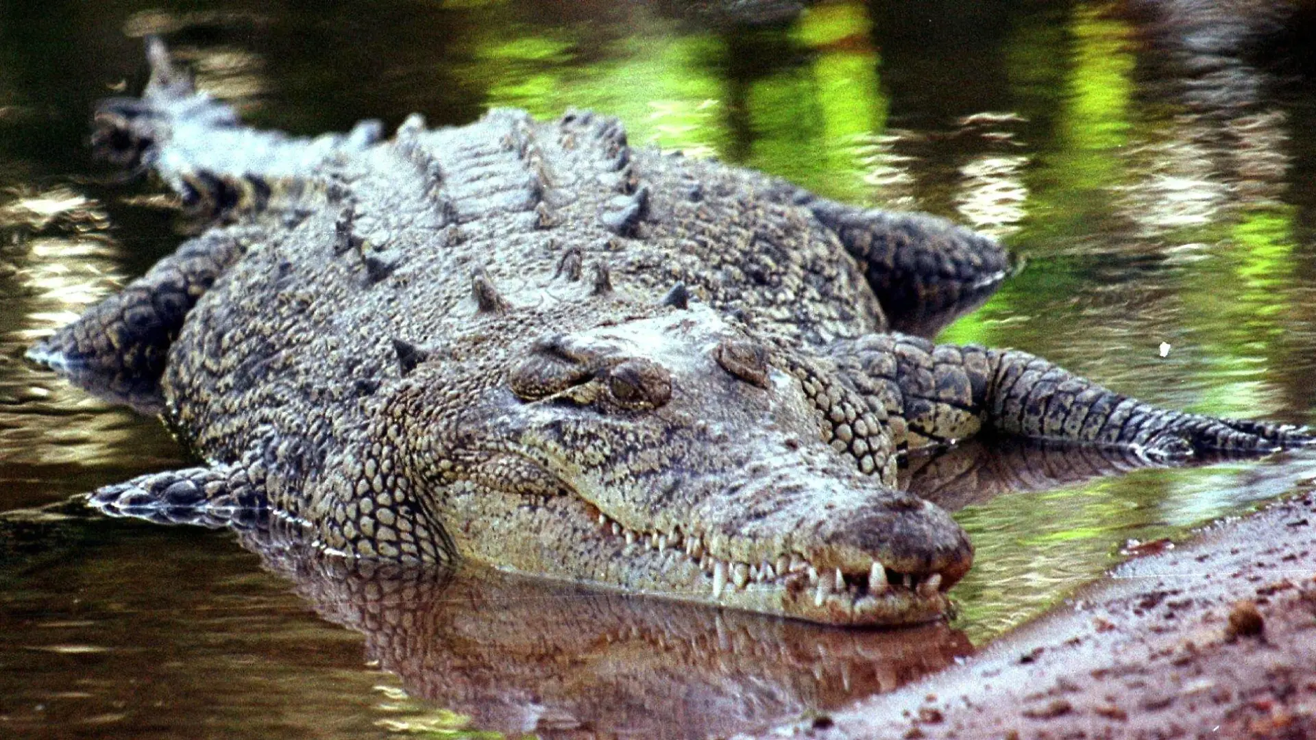 ARCHIV - 03.09.2013, Australien, Darwin: Ein Salzwasserkrokodil, aufgenommen in Darwin/Australien (undatierte Aufnahme). (Zu dpa: «Australien setzt auf Künstliche Intelligenz gegen Krokodilattacken») Foto: epa/dpa +++ dpa-Bildfunk +++