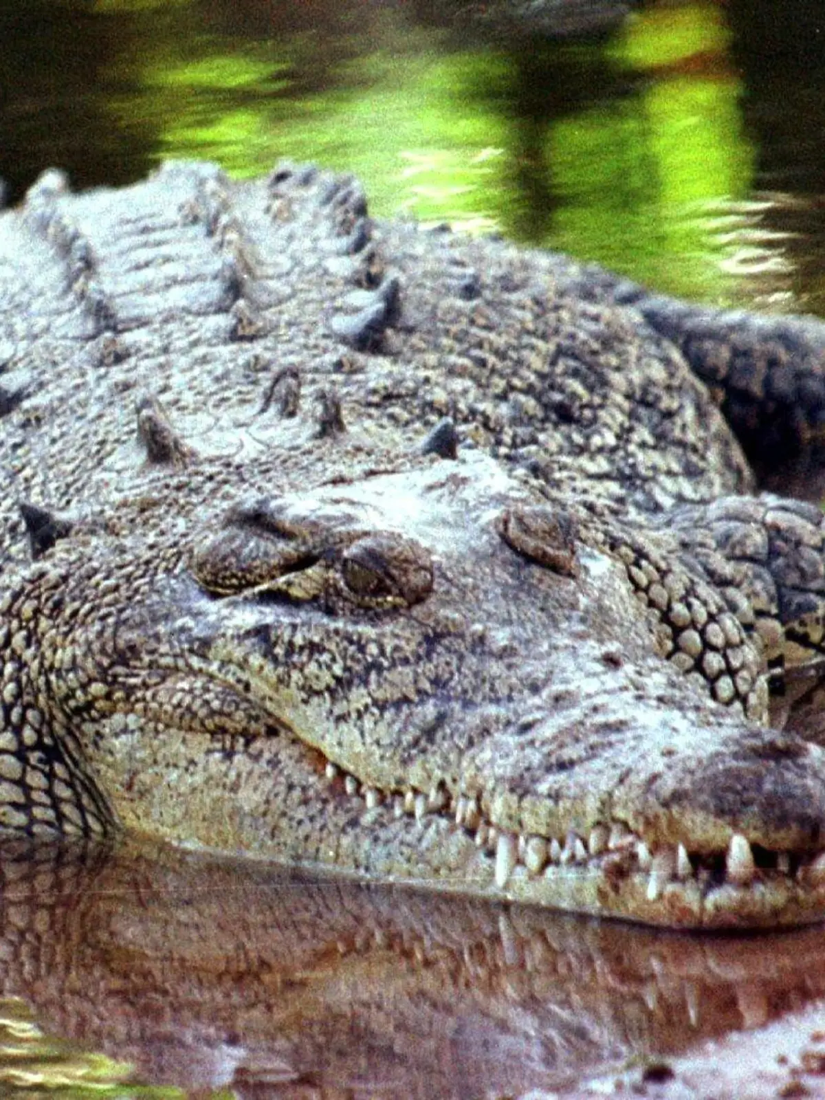 ARCHIV - 03.09.2013, Australien, Darwin: Ein Salzwasserkrokodil, aufgenommen in Darwin/Australien (undatierte Aufnahme). (Zu dpa: «Australien setzt auf Künstliche Intelligenz gegen Krokodilattacken») Foto: epa/dpa +++ dpa-Bildfunk +++