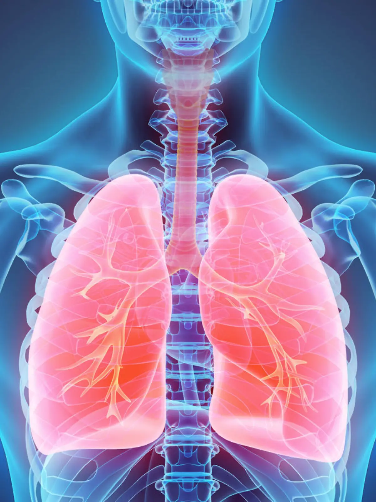 3D illustration of Lungs - Part of Human Organic.