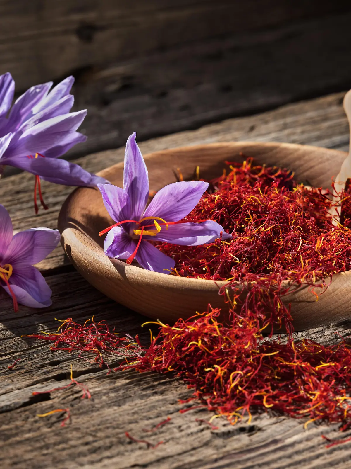 Set of dry saffron spice and fresh saffron flowers