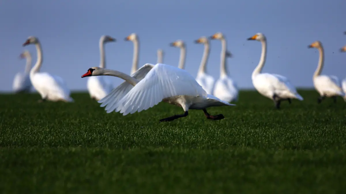 Ein Höckerschwan (cygnus olor) startet am 19.01.2015 in der Nähe von Fährdorf (Mecklenburg-Vorpommern) auf der Ostseeinsel Poel vor einer Gruppe von Singschwänen (Cygnus cygnus). Mehrere hundert Schwäne überwintern derzeit auf der kleinen Insel in der Nähe von Wismar. Foto: Jens Büttner/ZB +++(c) ZB-FUNKREGIO OST - Honorarfrei nur für Bezieher des ZB-Regiodienstes+++