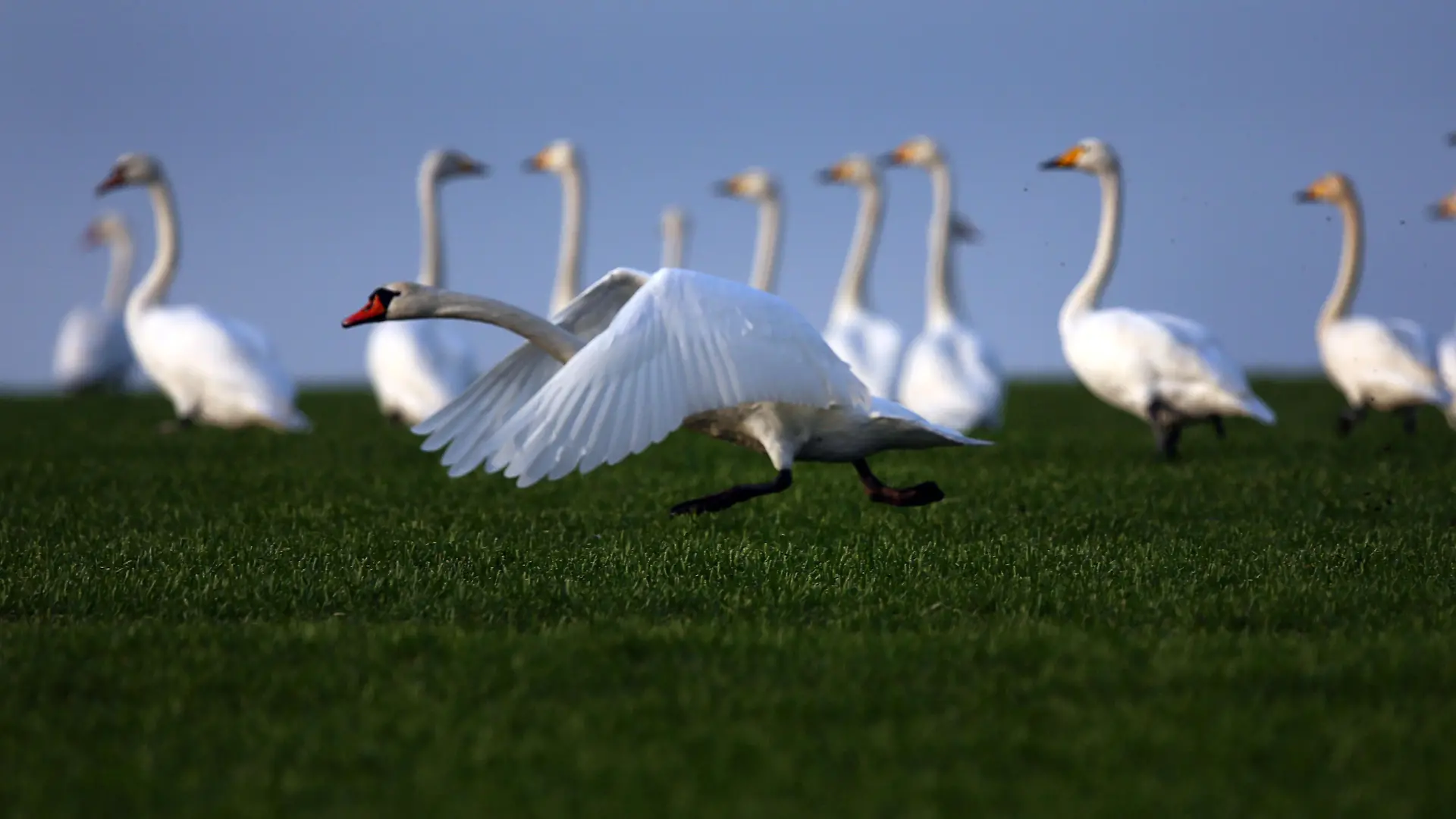 Ein Höckerschwan (cygnus olor) startet am 19.01.2015 in der Nähe von Fährdorf (Mecklenburg-Vorpommern) auf der Ostseeinsel Poel vor einer Gruppe von Singschwänen (Cygnus cygnus). Mehrere hundert Schwäne überwintern derzeit auf der kleinen Insel in der Nähe von Wismar. Foto: Jens Büttner/ZB +++(c) ZB-FUNKREGIO OST - Honorarfrei nur für Bezieher des ZB-Regiodienstes+++