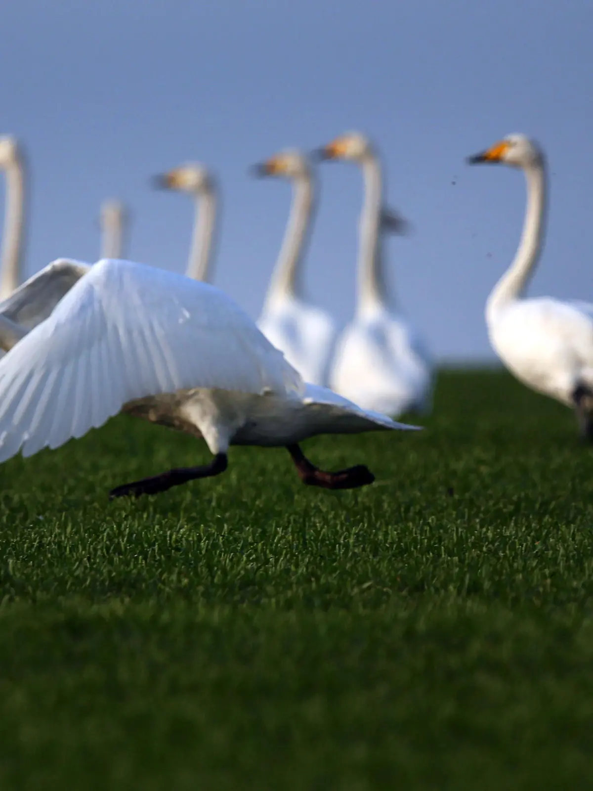 Ein Höckerschwan (cygnus olor) startet am 19.01.2015 in der Nähe von Fährdorf (Mecklenburg-Vorpommern) auf der Ostseeinsel Poel vor einer Gruppe von Singschwänen (Cygnus cygnus). Mehrere hundert Schwäne überwintern derzeit auf der kleinen Insel in der Nähe von Wismar. Foto: Jens Büttner/ZB +++(c) ZB-FUNKREGIO OST - Honorarfrei nur für Bezieher des ZB-Regiodienstes+++