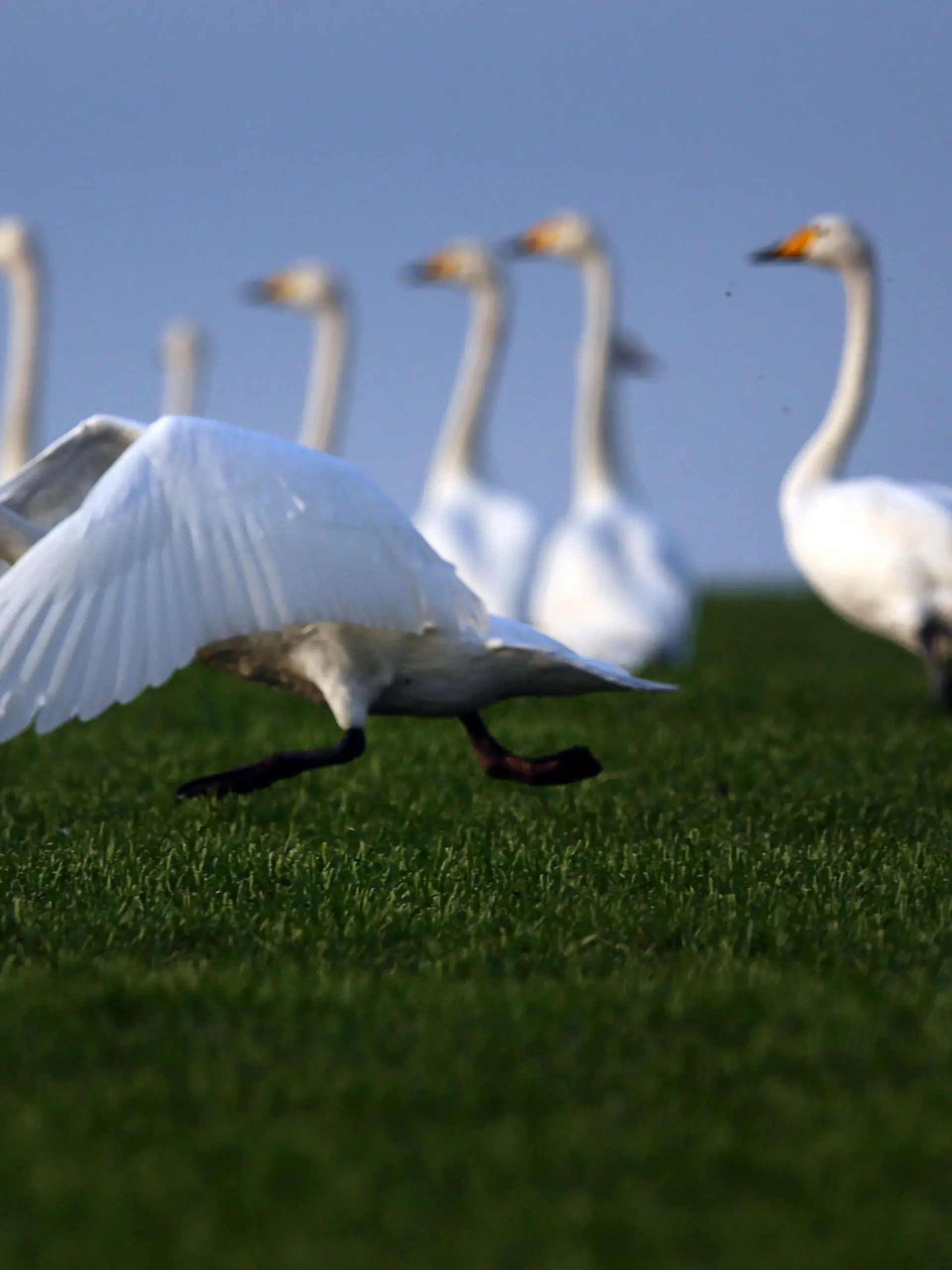Ein Höckerschwan (cygnus olor) startet am 19.01.2015 in der Nähe von Fährdorf (Mecklenburg-Vorpommern) auf der Ostseeinsel Poel vor einer Gruppe von Singschwänen (Cygnus cygnus). Mehrere hundert Schwäne überwintern derzeit auf der kleinen Insel in der Nähe von Wismar. Foto: Jens Büttner/ZB +++(c) ZB-FUNKREGIO OST - Honorarfrei nur für Bezieher des ZB-Regiodienstes+++