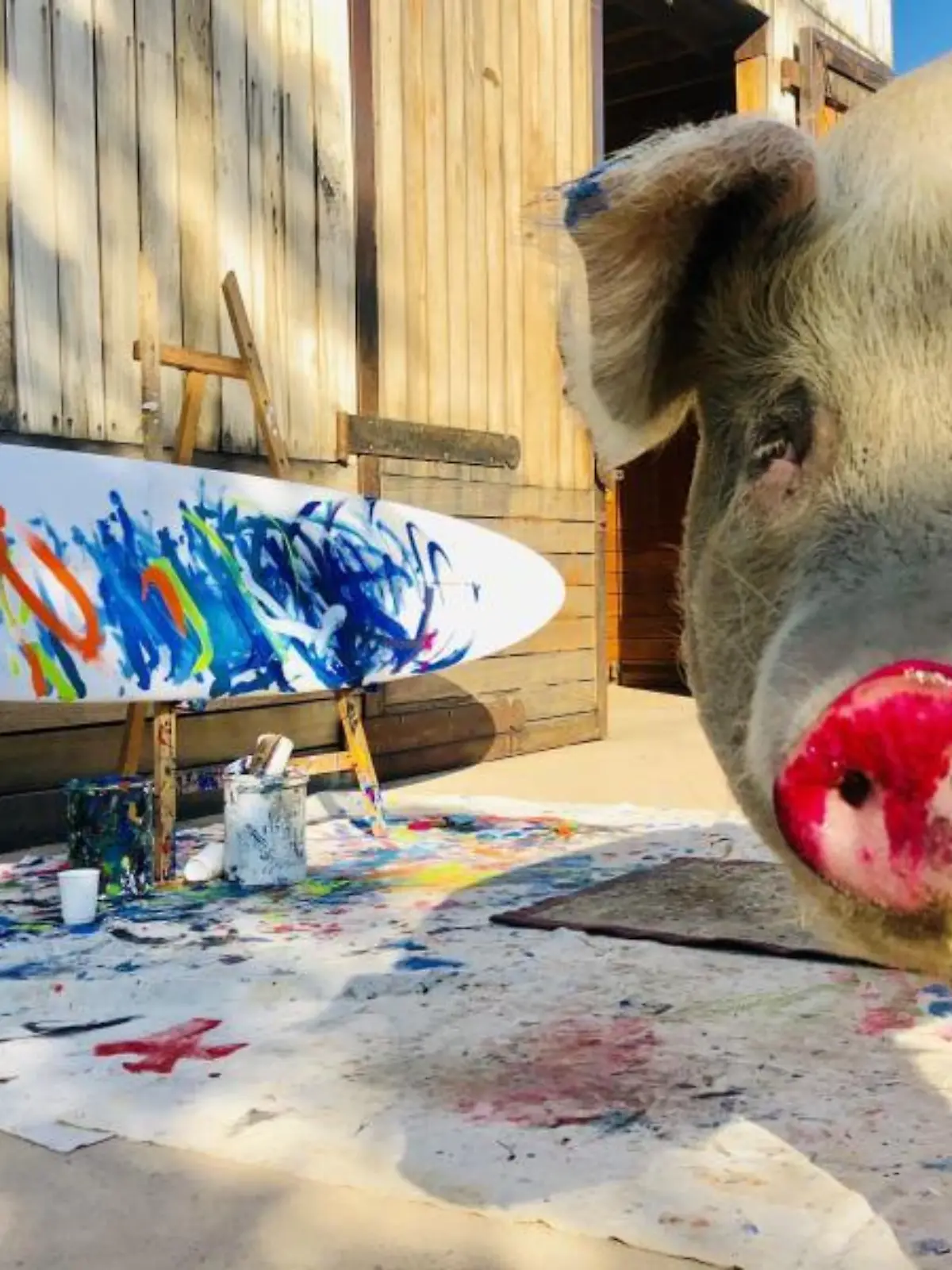 Pigcasso: Saumäßige Kunst in Südafrika