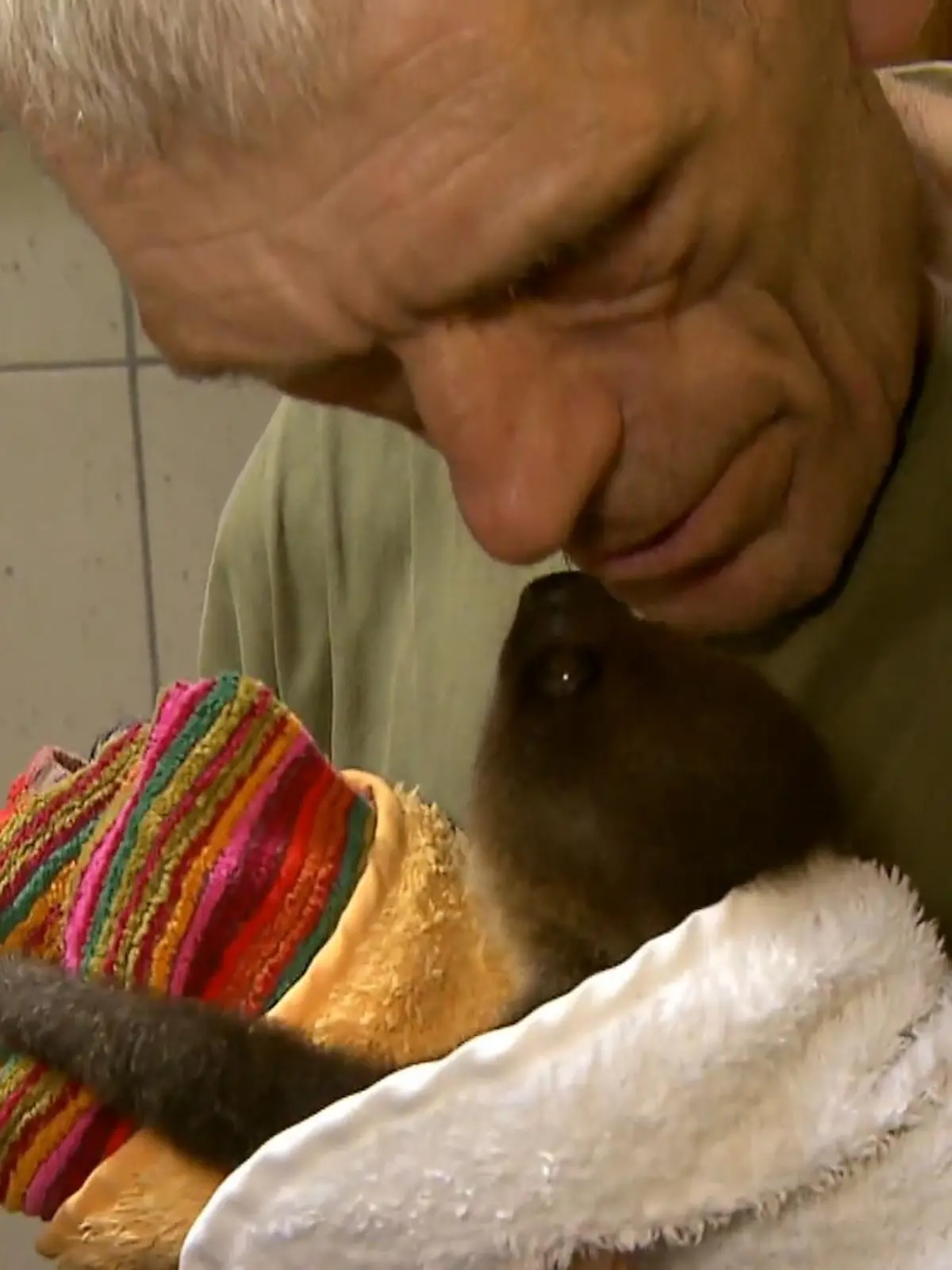 Der Dresdner Zoo hat Nachwuchs bekommen! Nur leider hat es Faultierbaby Lele nicht leicht. Ihre Mama kann ihr keine Milch geben, deswegen kümmert sich Tierpfleger als liebevoller Ziehpapa um sie.