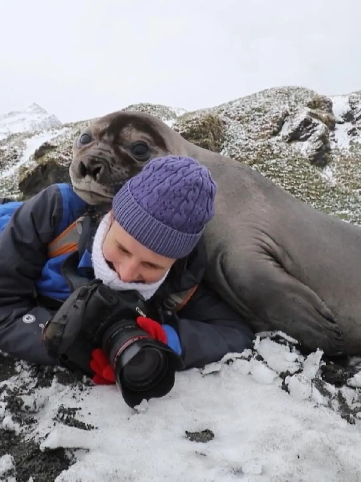 In der Kälte der vor der Antarktis gelegenen South-Georgia-Insel geht ein See-Elefant auf Kuschelkurs mit einer Fotografin, die Pinguine fotografieren wollte.