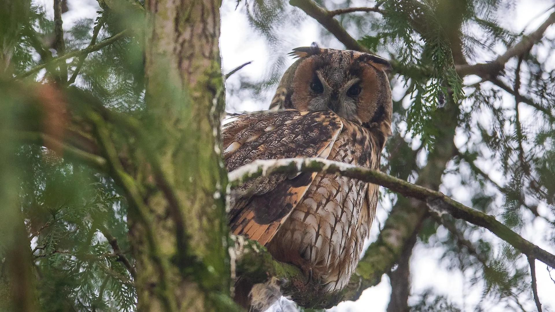 19.01.2022, Bremen: Mitten in einem Bremer Wohngebiet sitzt eine Waldohreule tagsüber auf einem Baum. Die Vögel sind seit mehreren Jahren im Winter auf diesem Stammplatz zu beobachten. Foto: Sina Schuldt/dpa +++ dpa-Bildfunk +++