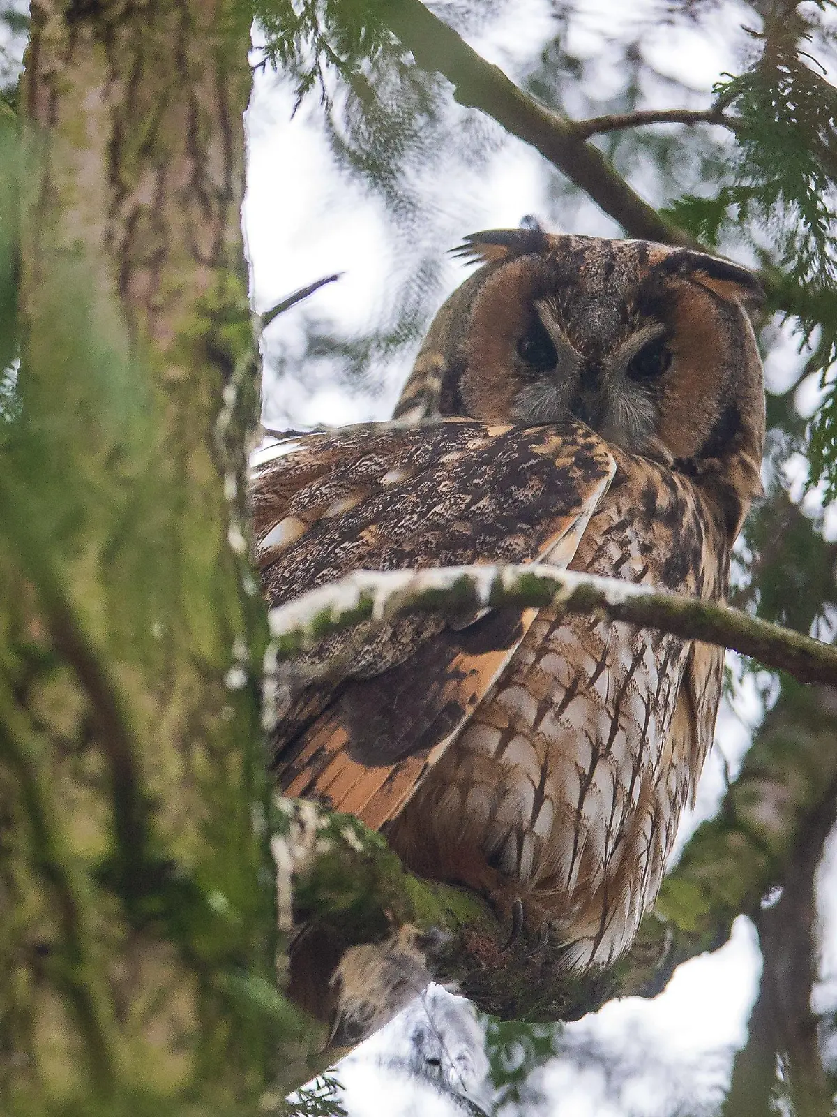 19.01.2022, Bremen: Mitten in einem Bremer Wohngebiet sitzt eine Waldohreule tagsüber auf einem Baum. Die Vögel sind seit mehreren Jahren im Winter auf diesem Stammplatz zu beobachten. Foto: Sina Schuldt/dpa +++ dpa-Bildfunk +++