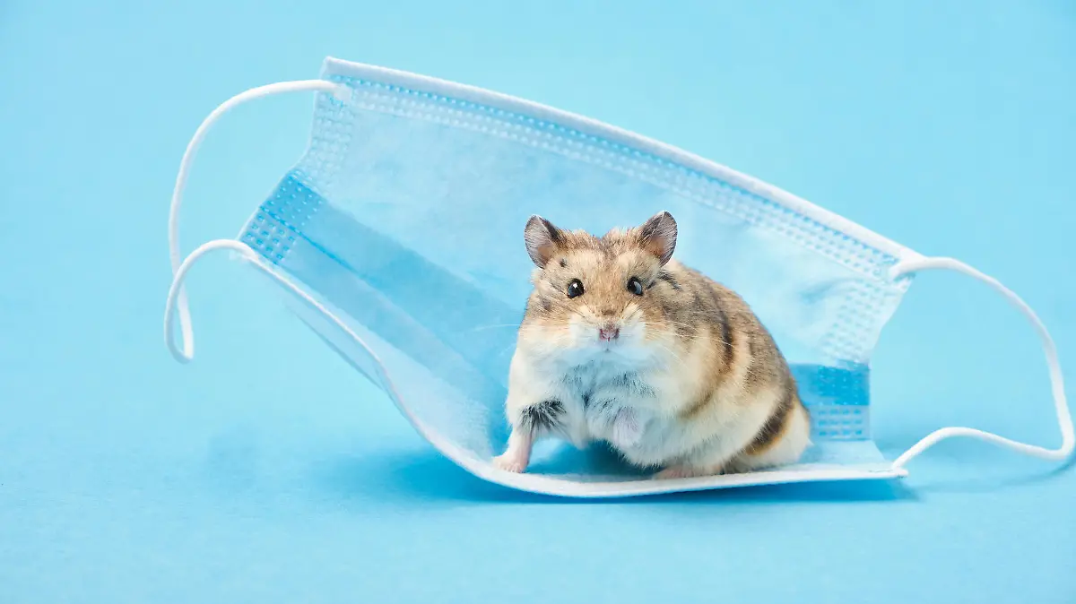 little hamster and face mask on blue background copy space