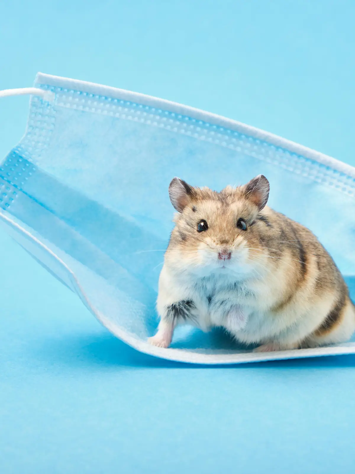 little hamster and face mask on blue background copy space