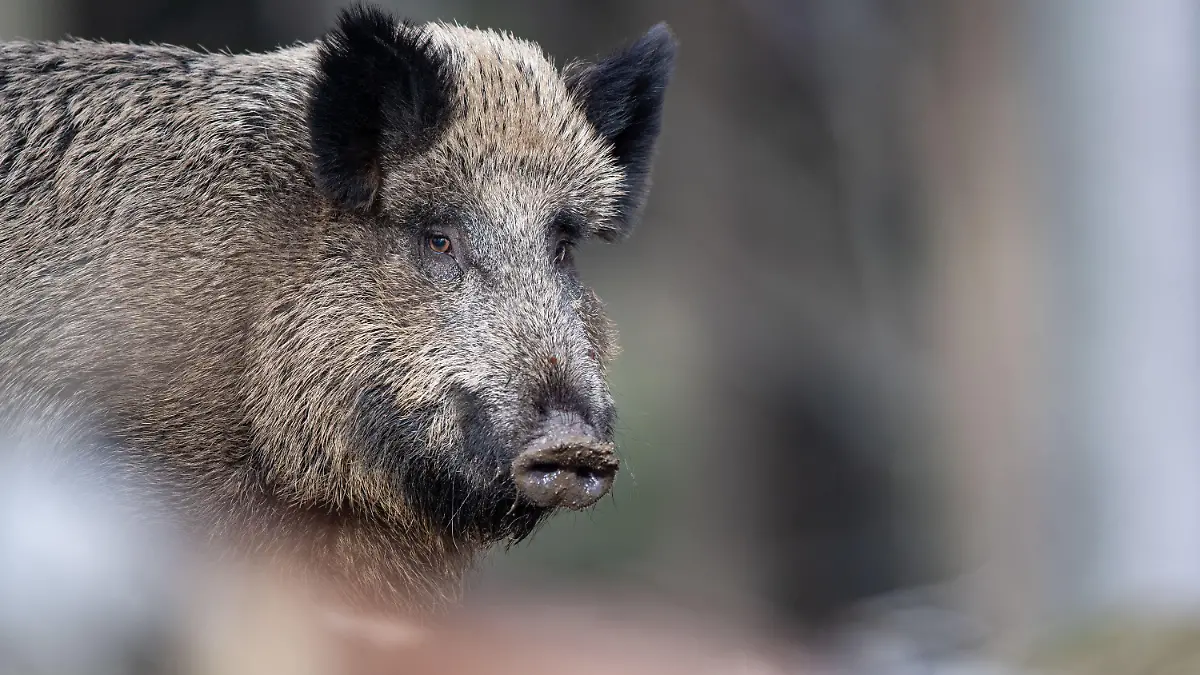 ARCHIV - 03.03.2019, Bayern, Neuschönau: Ein Wildschwein steht auf einem Plateau im Wald. Auch in Niedersachsen machen sich Jäger und Landwirte Sorgen um ein mögliches Auftreten der Afrikanischen Schweinepest (ASP). Noch ist das Bundesland nicht betroffen, doch in Mecklenburg-Vorpommern wurden schon mehrere ASP-Fälle registriert, auch unweit der Landesgrenze zu Niedersachsen. (Illustration zu dpa «Jagd auf Schwarzwild - Sorgen um Schweinepest-Ausbreitung») Foto: Lino Mirgeler/dpa +++ dpa-Bildfunk +++