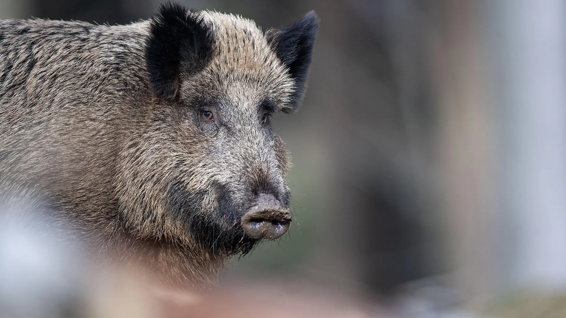 ARCHIV - 03.03.2019, Bayern, Neuschönau: Ein Wildschwein steht auf einem Plateau im Wald. Auch in Niedersachsen machen sich Jäger und Landwirte Sorgen um ein mögliches Auftreten der Afrikanischen Schweinepest (ASP). Noch ist das Bundesland nicht betroffen, doch in Mecklenburg-Vorpommern wurden schon mehrere ASP-Fälle registriert, auch unweit der Landesgrenze zu Niedersachsen. (Illustration zu dpa «Jagd auf Schwarzwild - Sorgen um Schweinepest-Ausbreitung») Foto: Lino Mirgeler/dpa +++ dpa-Bildfunk +++