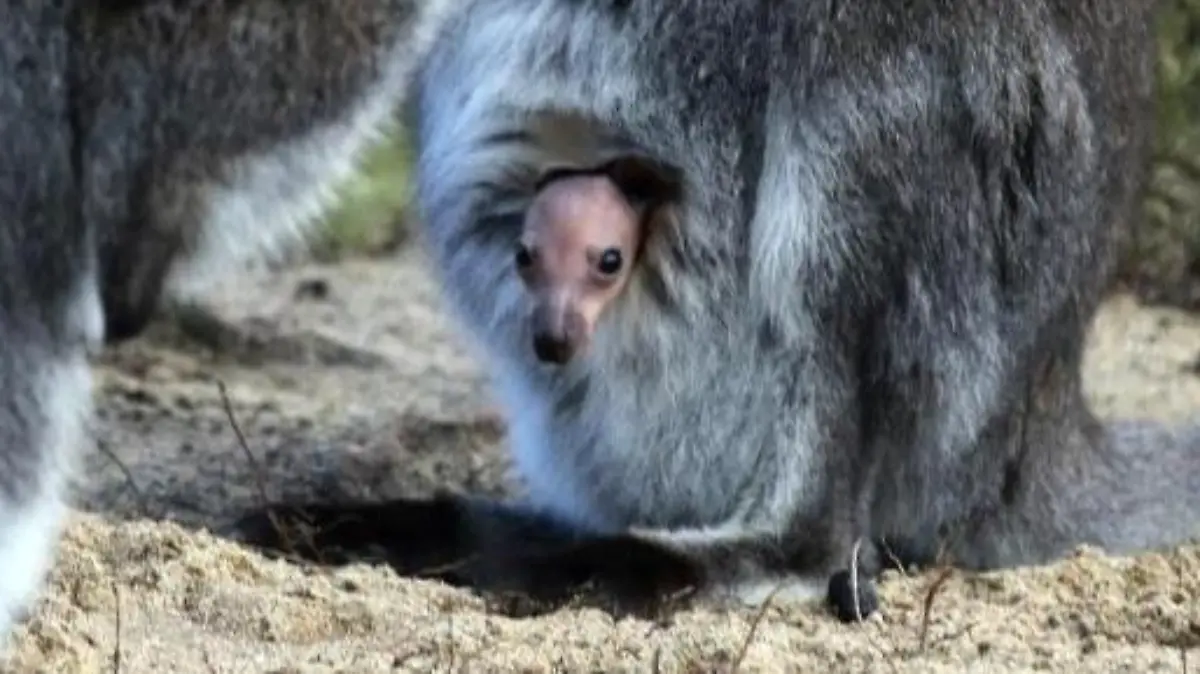 Drei Bennett-Kängurus im Allwetterzoo Münster haben erstmals ihre Köpfe gezeigt. Foto: I. Fassbender