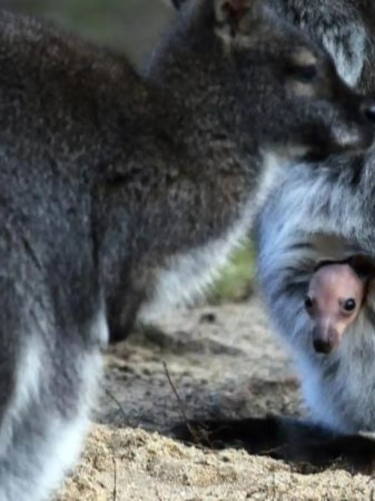 Drei Bennett-Kängurus im Allwetterzoo Münster haben erstmals ihre Köpfe gezeigt. Foto: I. Fassbender