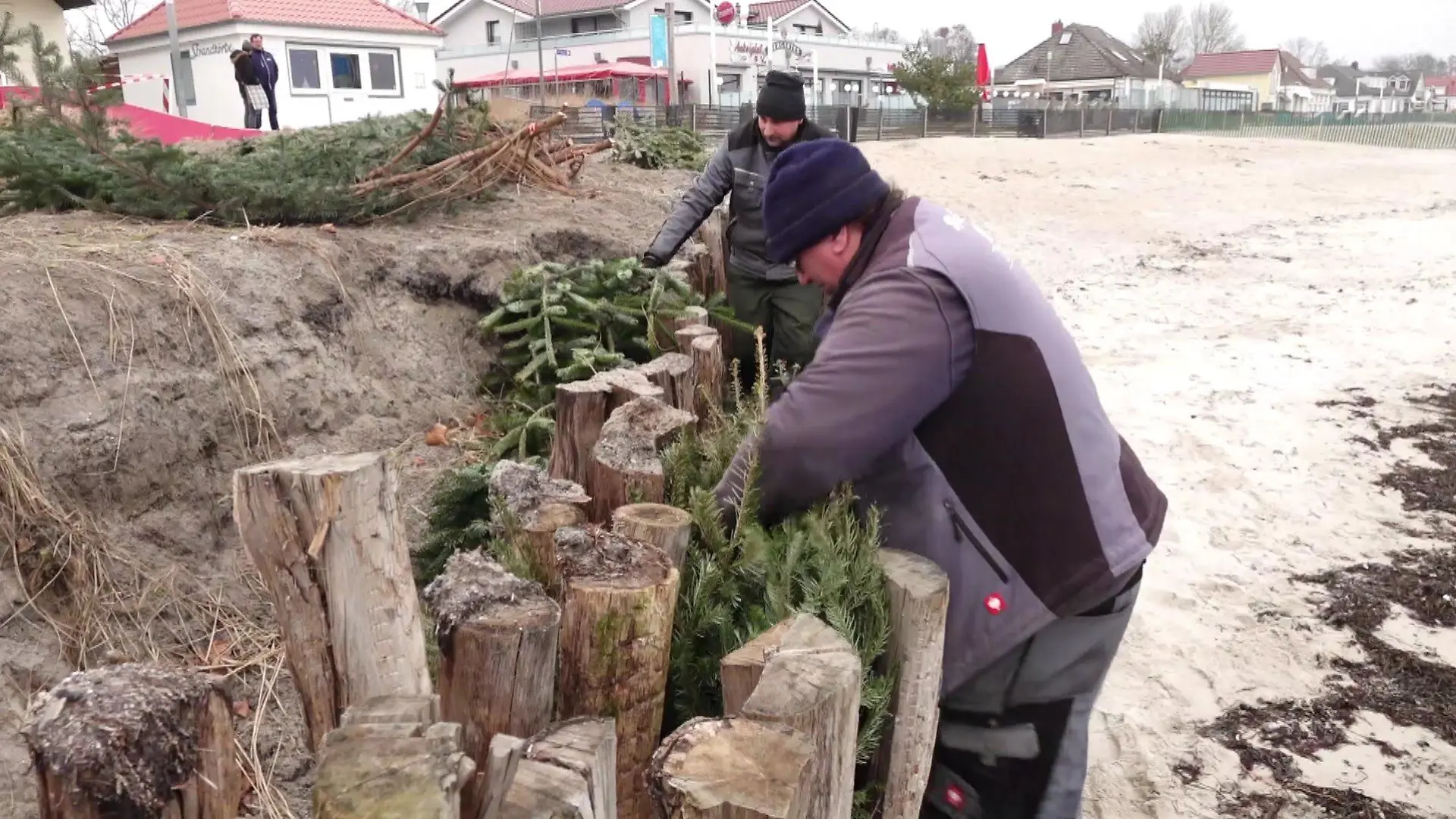Die Gemeinde Kellenhusen an der Ostsee verwendet Tannen als Küstenschutz