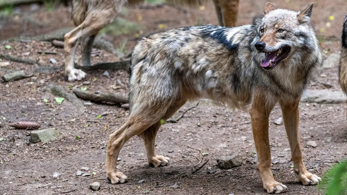 ARCHIV - 11.06.2021, Bayern, Lohberg: Wölfe spazieren im Bayerwald-Tierpark in Lohberg durch das Gehege. Im Dezember hat ein Wolf mehrere Tiere in den Landkreisen Traunstein, Rosenheim und Berchtesgadener Land gerissen. Die Landespolitik fordert schnelle Konsequenzen. (zu dpa «Agrarministerin Kaniber fordert Abschuss von Wolf in Ostbayern») Foto: Armin Weigel/dpa +++ dpa-Bildfunk +++