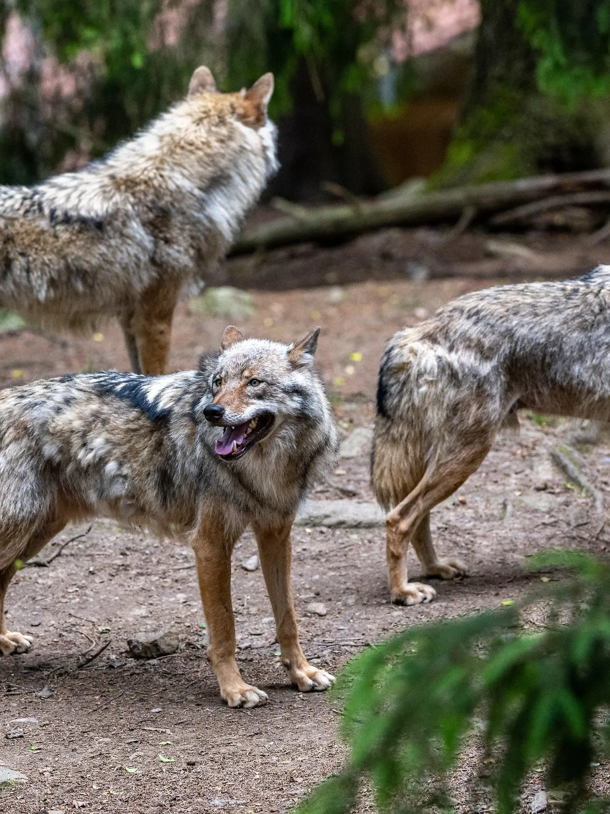 ARCHIV - 11.06.2021, Bayern, Lohberg: Wölfe spazieren im Bayerwald-Tierpark in Lohberg durch das Gehege. Im Dezember hat ein Wolf mehrere Tiere in den Landkreisen Traunstein, Rosenheim und Berchtesgadener Land gerissen. Die Landespolitik fordert schnelle Konsequenzen. (zu dpa «Agrarministerin Kaniber fordert Abschuss von Wolf in Ostbayern») Foto: Armin Weigel/dpa +++ dpa-Bildfunk +++