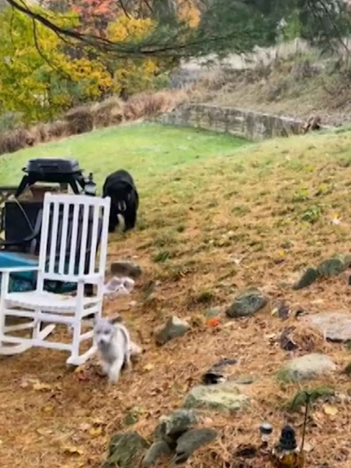 Ein Bär war in den Garten einer Frau eingedrungen. Die wollte von dem pelzigen Besuch ein Beweisvideo machen, doch als sie die Türe öffnete entwischte ihr Hund, der sich wohl als Security einen Namen machen wollte und jagte den Bär. Nach dem ersten Schreck dreht der Bär den Spieß jedoch um.