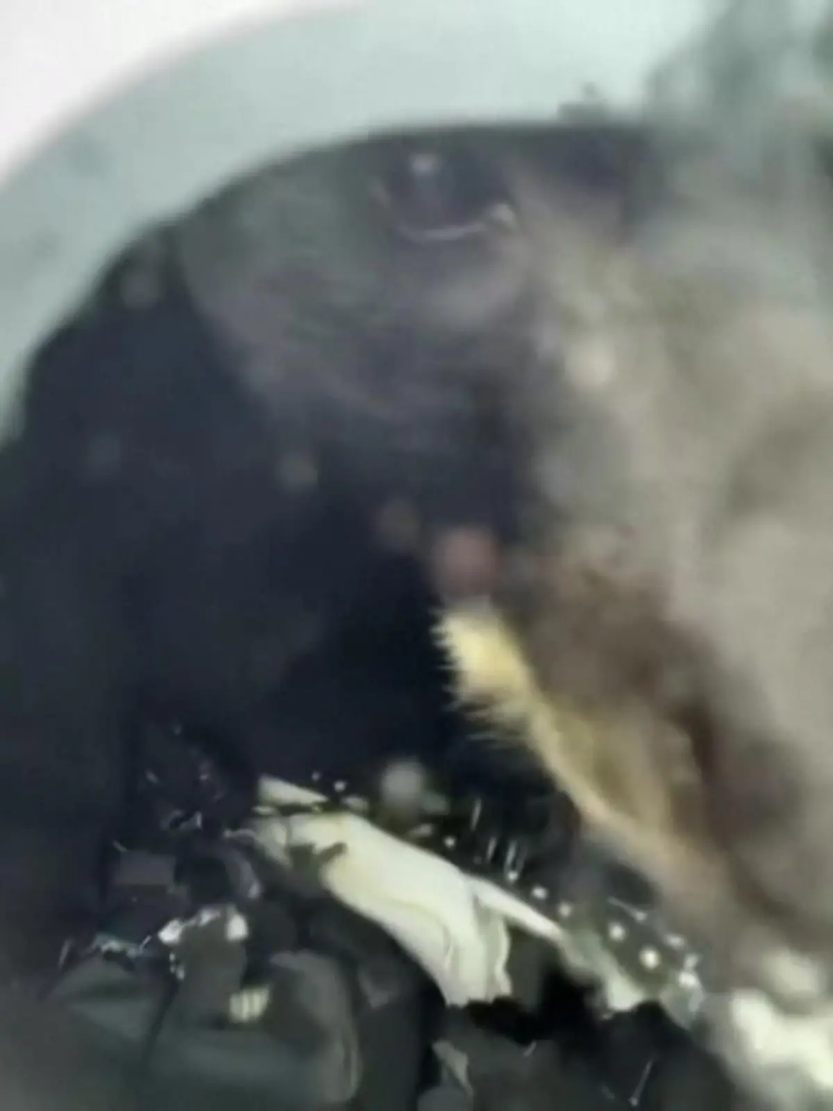 Im US-Bundesstaat Colorado bricht ein Bär nachts in einen Pick-up Truck ein, um sich über das zurückgelassene Hundefutter herzumachen. Ein Parkranger entdeckt das Wildtier, das sich aus Versehen im Fahrzeug eingeschlossen hat.