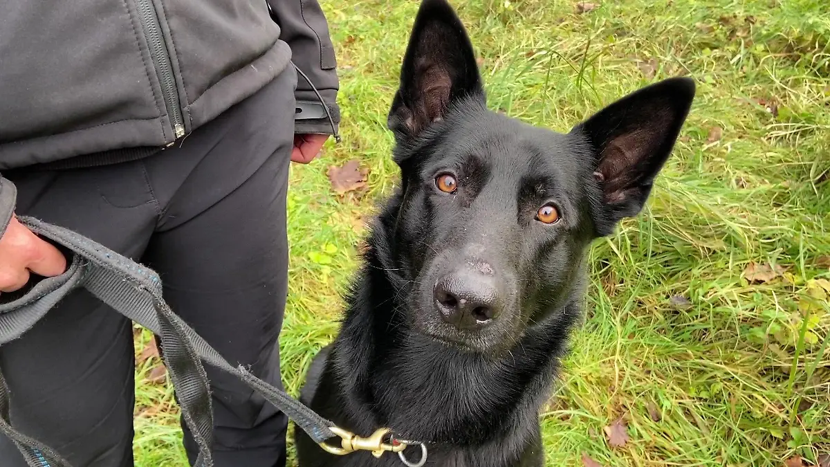 Datenträgerspürhund Joker ist in Schleswig-Holstein im Einsatz