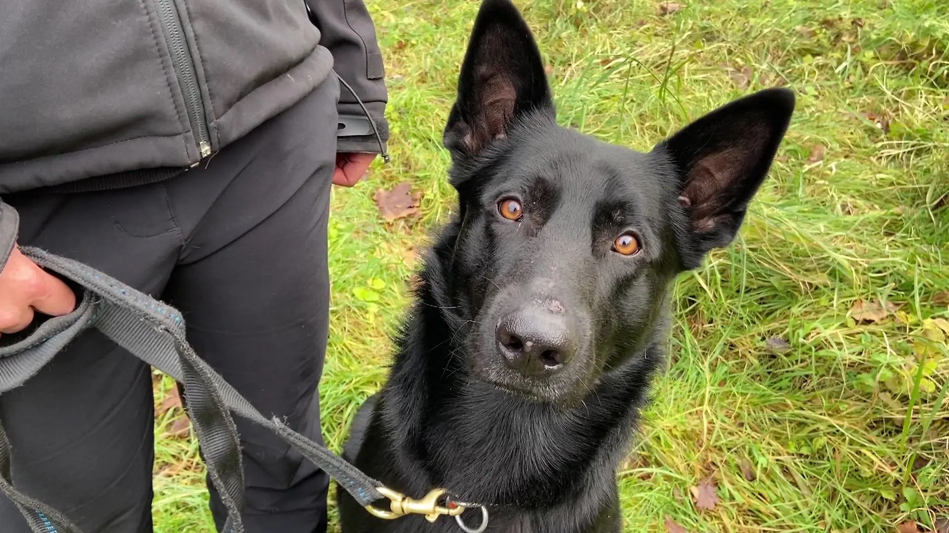 Datenträgerspürhund Joker ist in Schleswig-Holstein im Einsatz