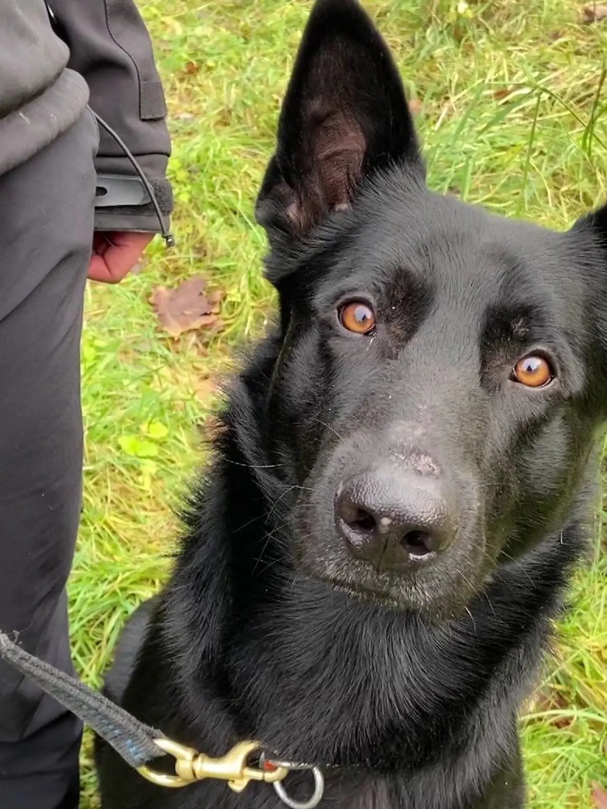 Datenträgerspürhund Joker ist in Schleswig-Holstein im Einsatz