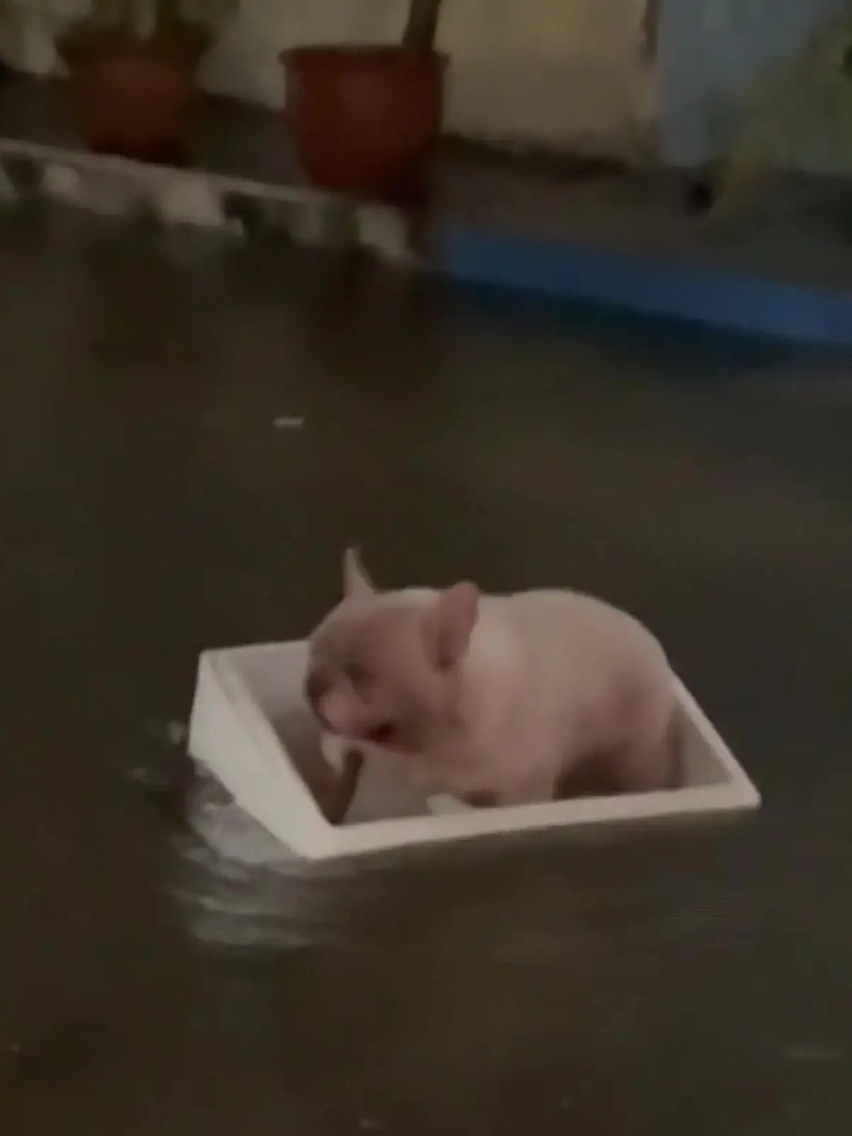 Diese französische Bulldogge ist definitiv kein Seehund! Nach starken Regenfällen in Thailand wurde die Styropor-Box, in der das Tier lag, nach draußen gespült – ohne, dass die Bulldogge davon etwas mitbekommen hat.