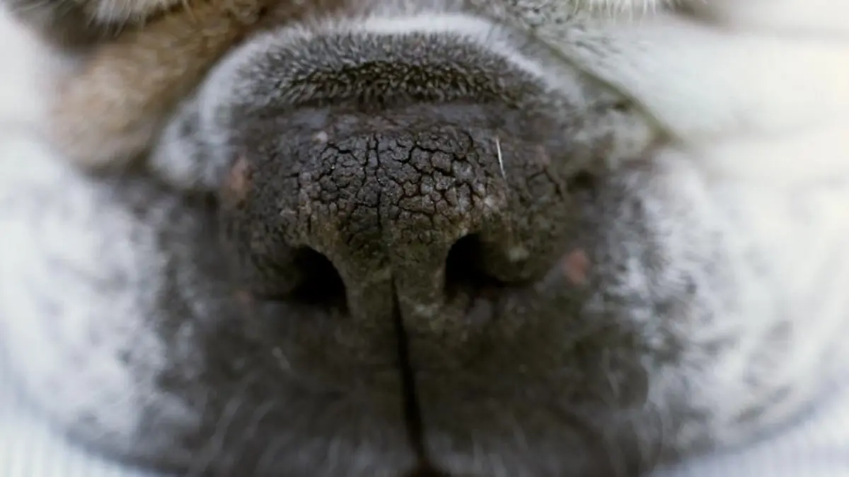 Hundeschnauze von einem schlafendem Mops.