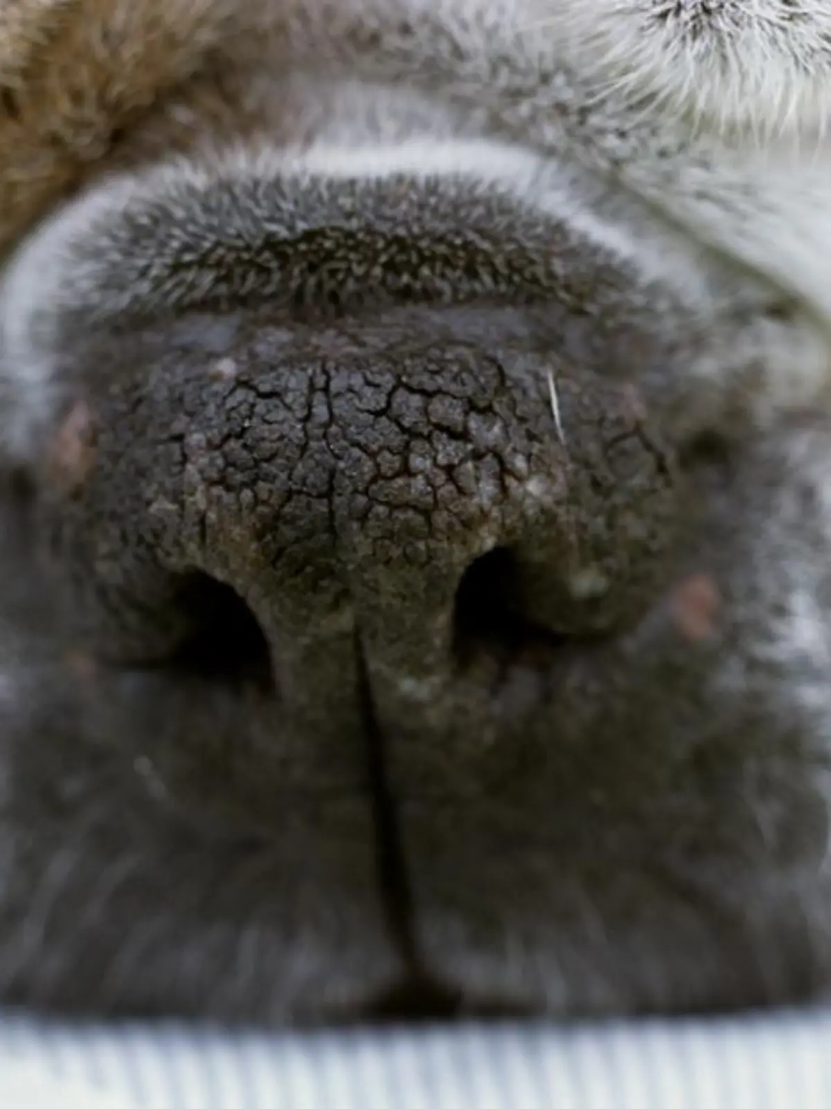 Hundeschnauze von einem schlafendem Mops.