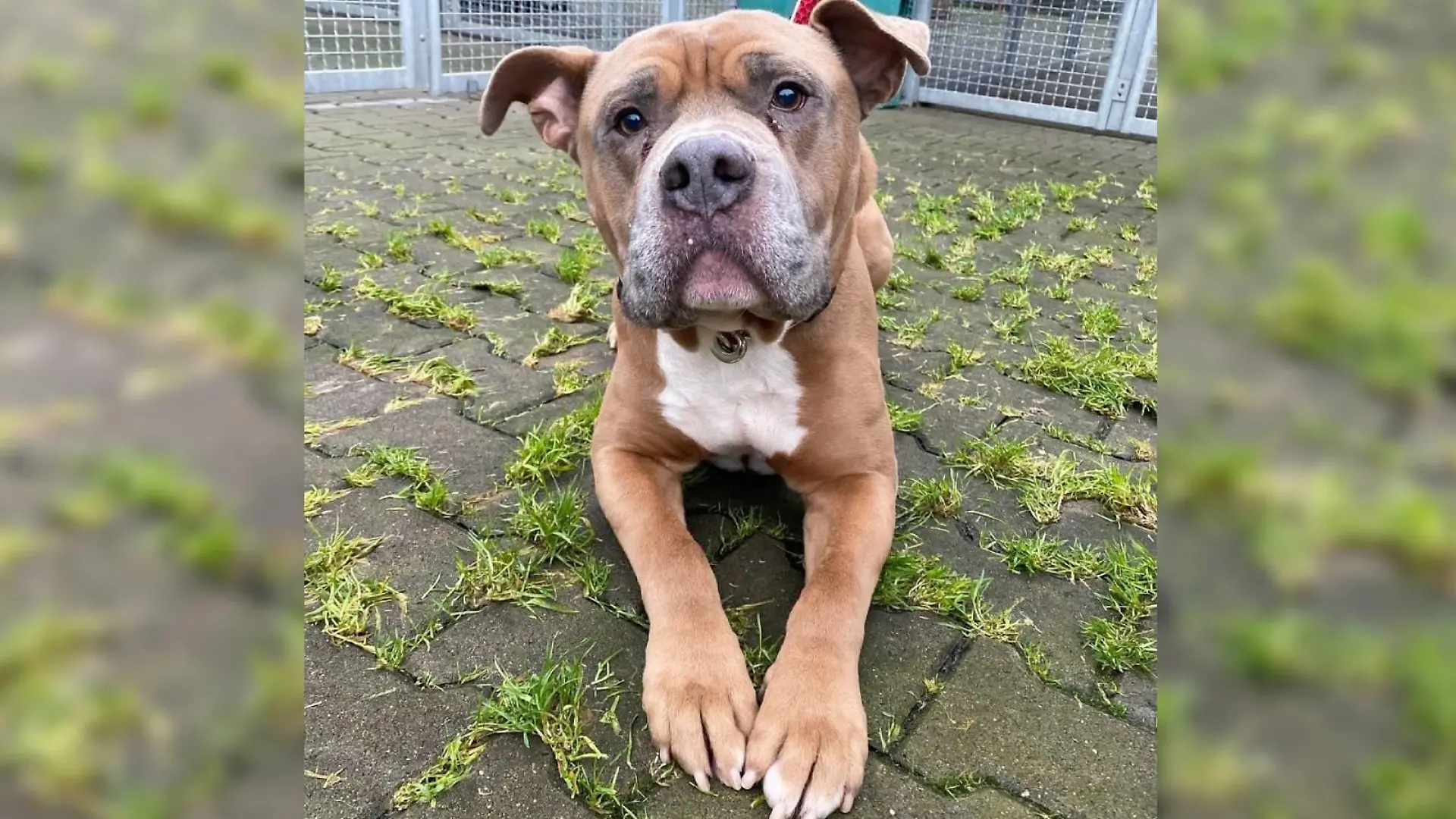 Bulldoggen-Mischling Jason im Tierheim Dellbrück