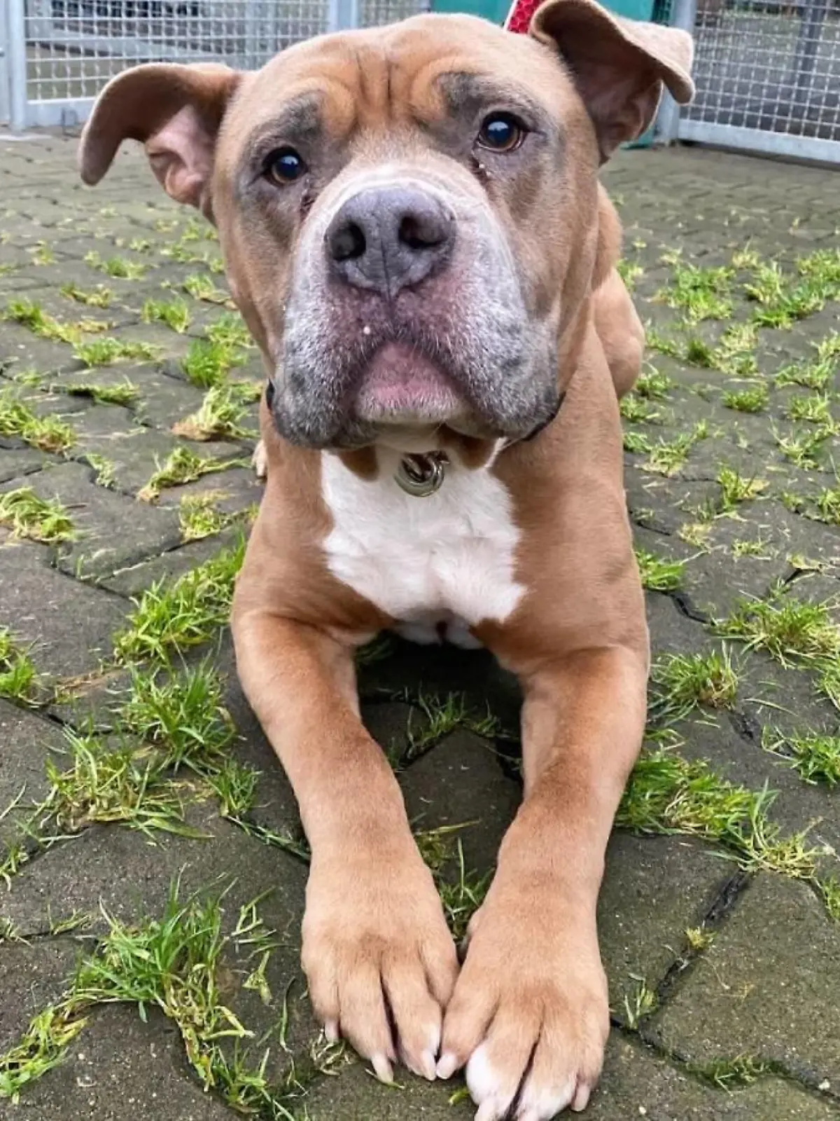 Bulldoggen-Mischling Jason im Tierheim Dellbrück