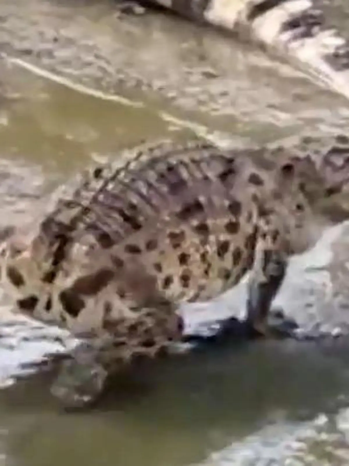Ein Krokodil ohne Schwanz geht durchs Gehege