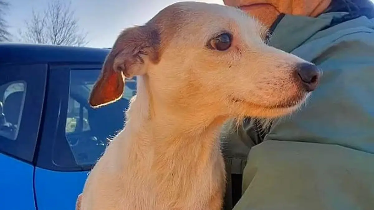 Jack-Russell-Hündin Millie
