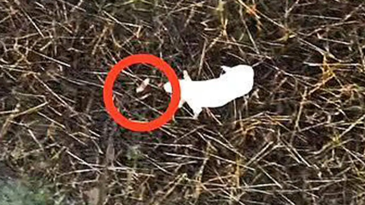 Millie folgt der fliegenden Wurst