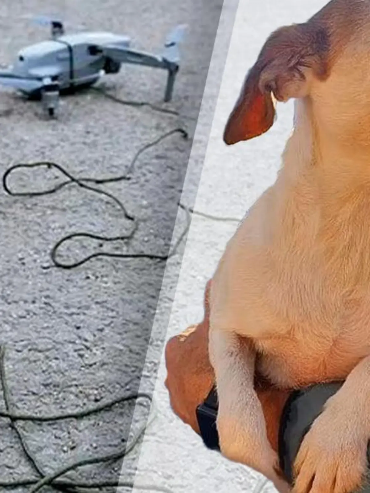 Hunde-Suche mit Wurst-Drohne