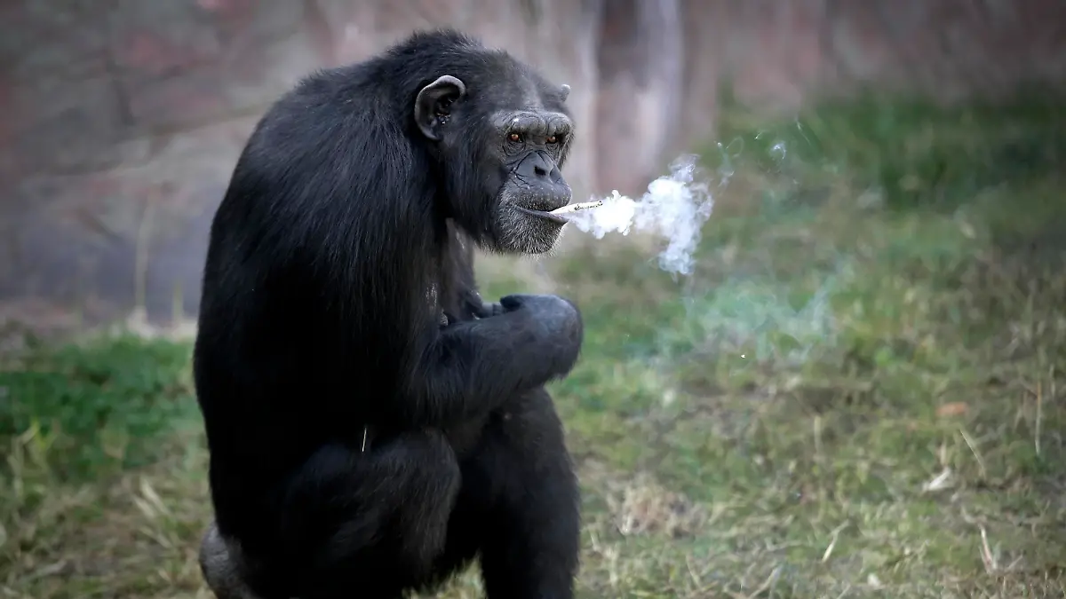 Azalea, a 19-year-old female chimpanzee whose Korean name is "Dallae," smokes a cigarette at the Central Zoo in Pyongyang, North Korea Wednesday, Oct. 19, 2016. According to officials at the newly renovated zoo, which has become a favorite leisure spot in the North Korean capital since it was re-opened in July, the chimpanzee smokes about a pack a day. They insist, however, that she doesn’t inhale. (AP Photo/Wong Maye-E)