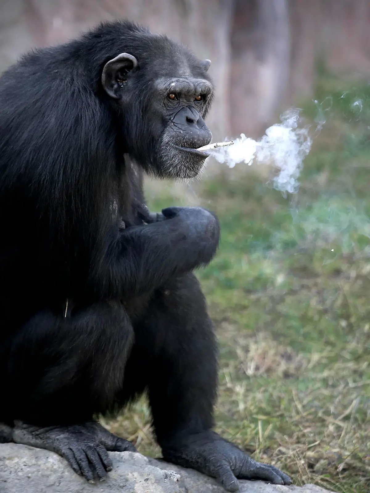 Azalea, a 19-year-old female chimpanzee whose Korean name is "Dallae," smokes a cigarette at the Central Zoo in Pyongyang, North Korea Wednesday, Oct. 19, 2016. According to officials at the newly renovated zoo, which has become a favorite leisure spot in the North Korean capital since it was re-opened in July, the chimpanzee smokes about a pack a day. They insist, however, that she doesn’t inhale. (AP Photo/Wong Maye-E)