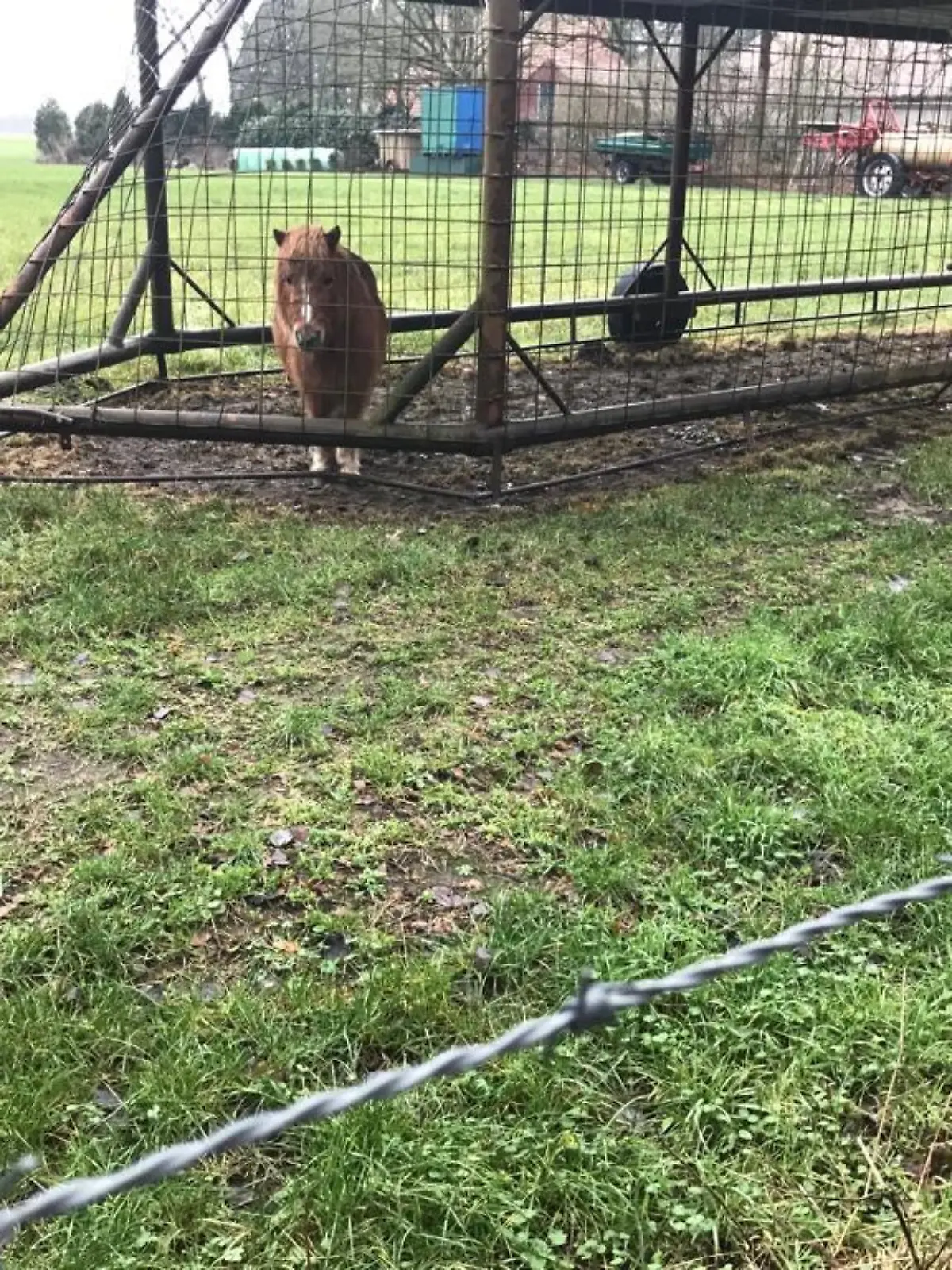 Bei Geeste im Emsland lebt ein Pony angeblich in einem Fangwagen