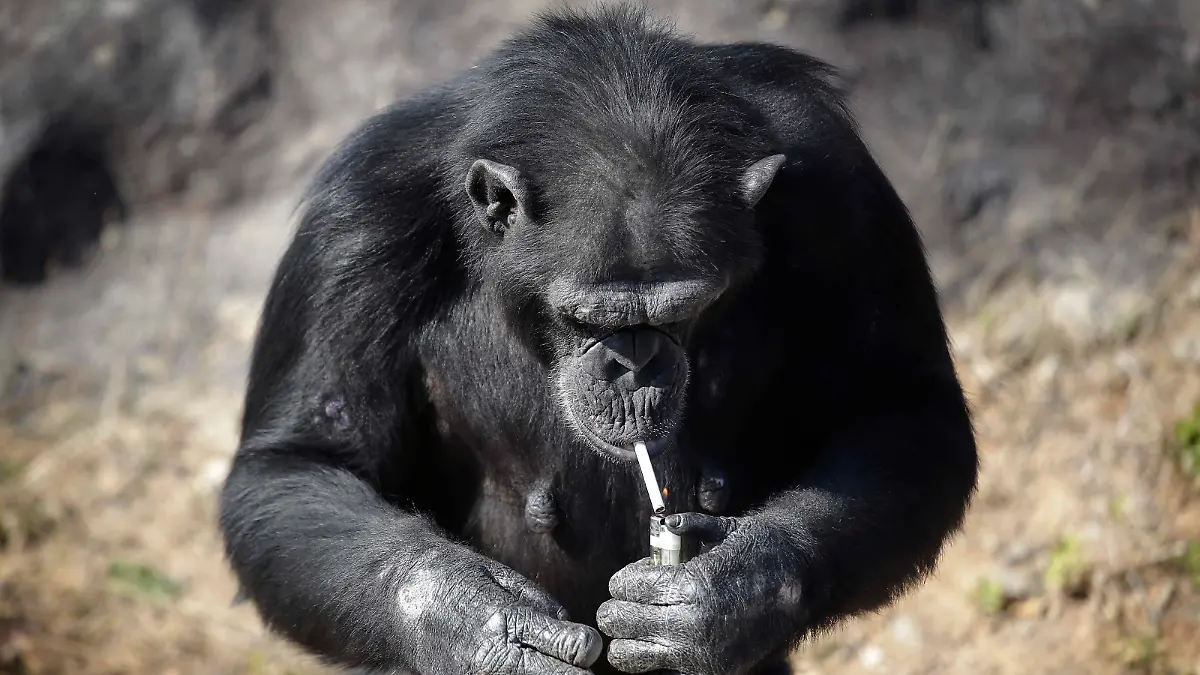 Azalea, whose Korean name is "Dallae", a 19-year-old female chimpanzee, lights a cigarette at the Central Zoo in Pyongyang, North Korea on Wednesday, Oct. 19, 2016. According to officials at the newly renovated zoo, which has become a favorite leisure spot in the North Korean capital since it was re-opened in July, the chimpanzee smokes about a pack a day. They insist, however, that she doesn’t inhale. (AP Photo/Wong Maye-E)