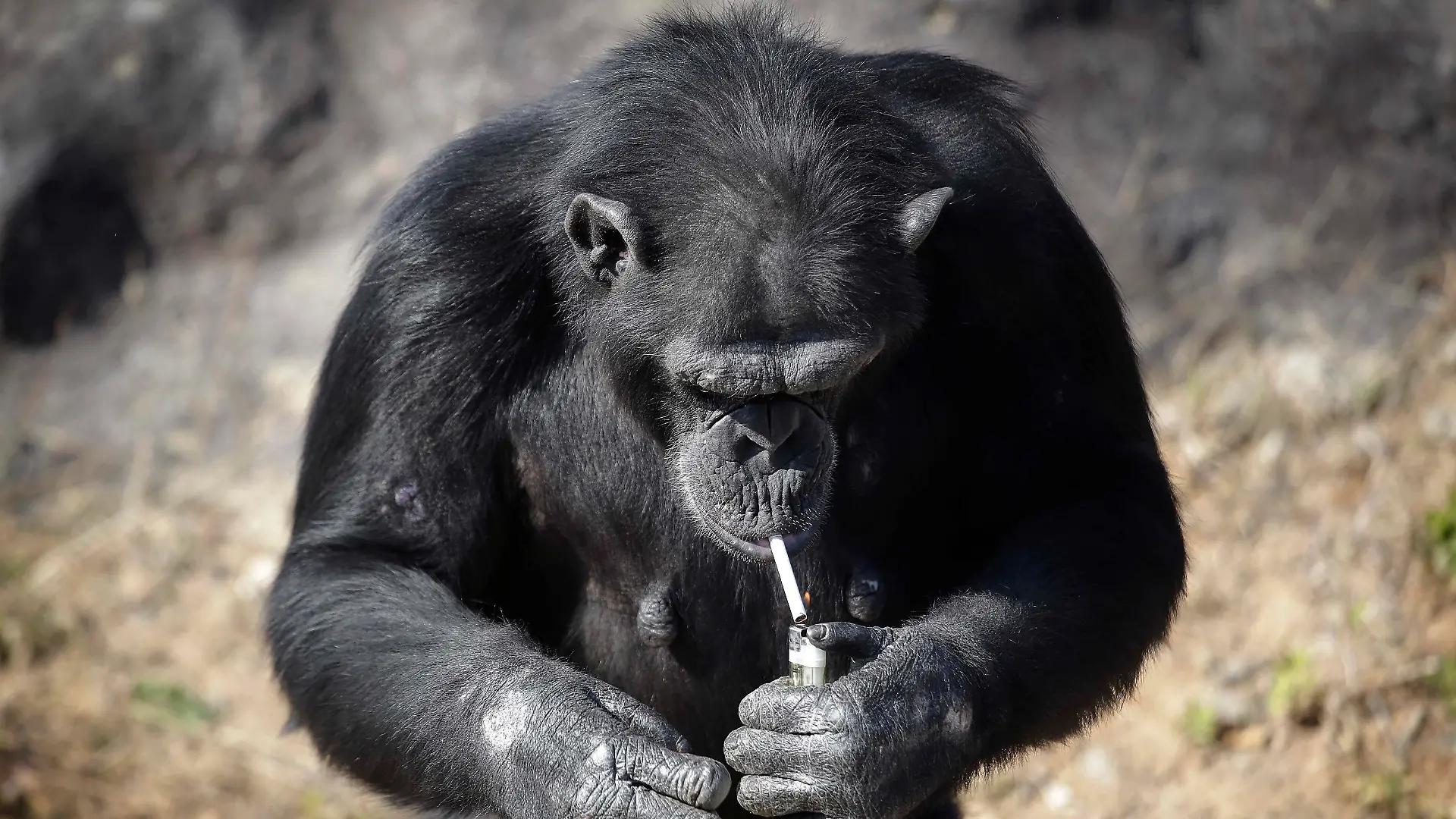 Azalea, whose Korean name is "Dallae", a 19-year-old female chimpanzee, lights a cigarette at the Central Zoo in Pyongyang, North Korea on Wednesday, Oct. 19, 2016. According to officials at the newly renovated zoo, which has become a favorite leisure spot in the North Korean capital since it was re-opened in July, the chimpanzee smokes about a pack a day. They insist, however, that she doesn’t inhale. (AP Photo/Wong Maye-E)