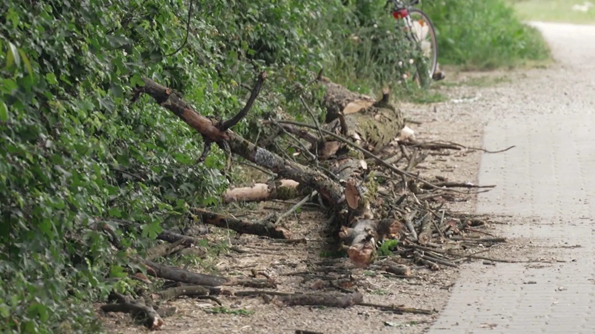 Baum stürzt auf Familie Weißenohe
